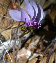 Callicera