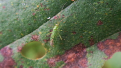 Blepharidopterus angulatus