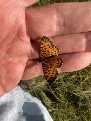 Boloria selene