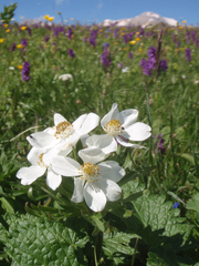 Anemonastrum fasciculatum
