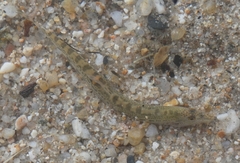Cobitis paludica