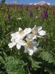 Anemonastrum fasciculatum