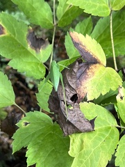Amblycorypha