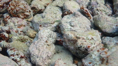 Thalassoma pavo
