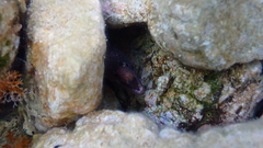Muraena helena