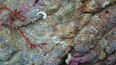 Polyplacophora