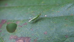 Blepharidopterus angulatus