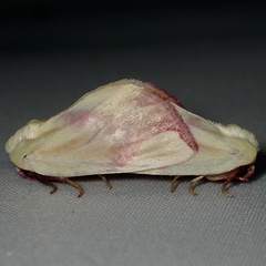 Thurberiphaga diffusa