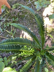 Polystichum lonchitis