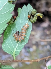 Polygonia interrogationis