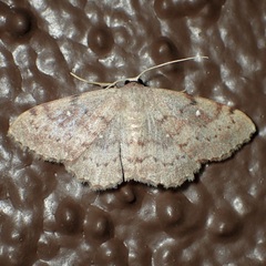 Semaeopus gracilata