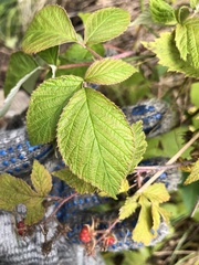 Rubus sachalinensis