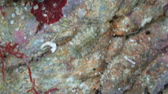 Polyplacophora