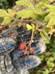 Rubus sachalinensis