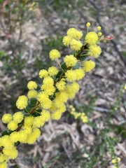 Acacia acinacea