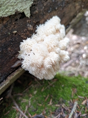Hericium coralloides