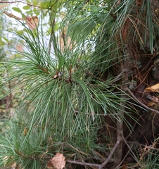 Pinus sibirica