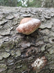 Fomitopsis pinicola