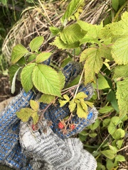 Rubus sachalinensis