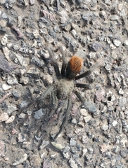 Aphonopelma peloncillo