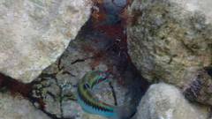 Thalassoma pavo