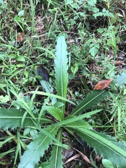 Cirsium horridulum