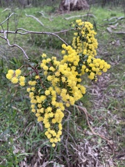 Acacia acinacea