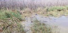 Hippopotamus amphibius