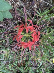 Lycoris radiata