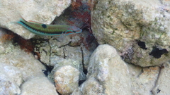 Thalassoma pavo