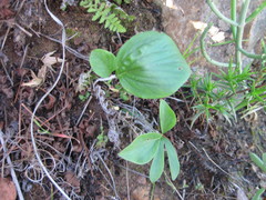 Pelargonium longifolium
