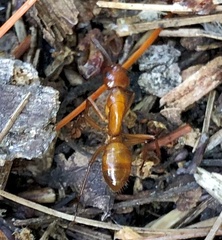 Camponotus castaneus