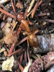 Camponotus castaneus