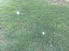 Chlorophyllum rhacodes