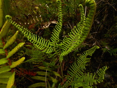 Sticherus cryptocarpus