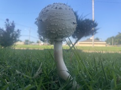 Chlorophyllum rhacodes