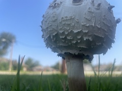 Chlorophyllum rhacodes