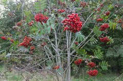 Sorbus aucuparia