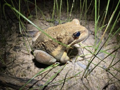 Limnodynastes dumerilii dumerilii