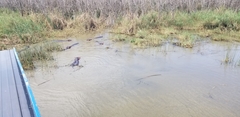 Hippopotamus amphibius