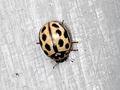 Tytthaspis sedecimpunctata