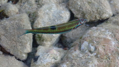 Thalassoma pavo