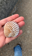 Acanthocardia tuberculata