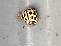 Tytthaspis sedecimpunctata