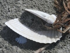 Cyrtopleura costata
