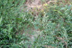 Chenopodium opulifolium