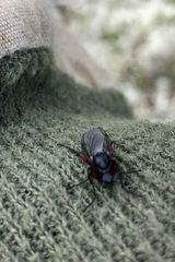 Bibio pomonae