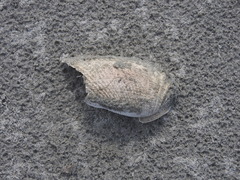 Cyrtopleura costata