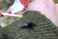 Bibio pomonae