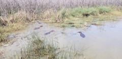 Hippopotamus amphibius